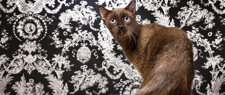 chat havana brown